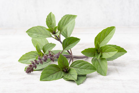 Albahaca Morada