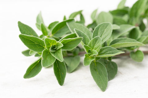 Oregano Italiano
