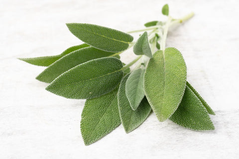 Salvia