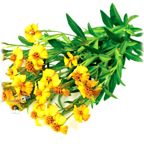 Pericon Organico