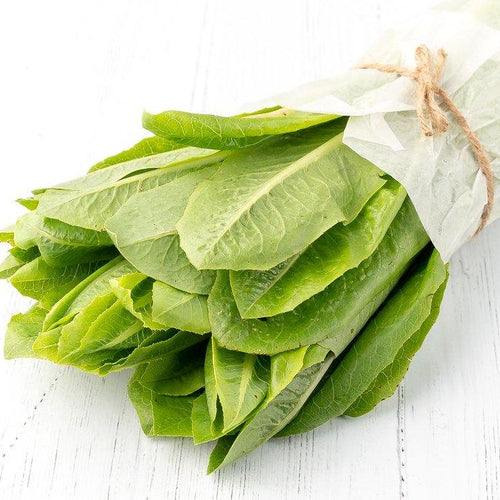Lechuga Romana