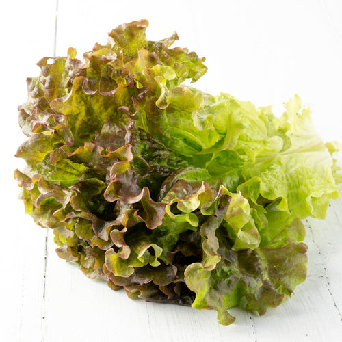 Lechuga Escarola Morada