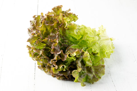 Lechuga Escarola Morada