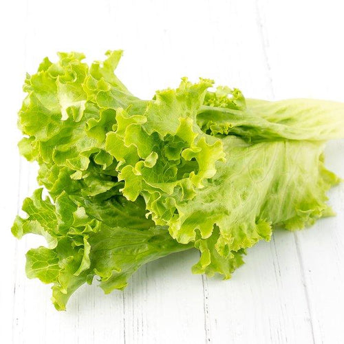 Lechuga Escarola Verde